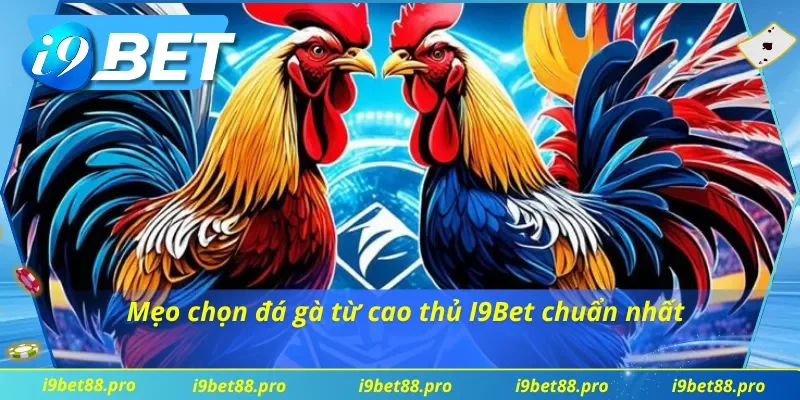 Những mẹo chọn đá gà chuẩn xác từ các cao thủ