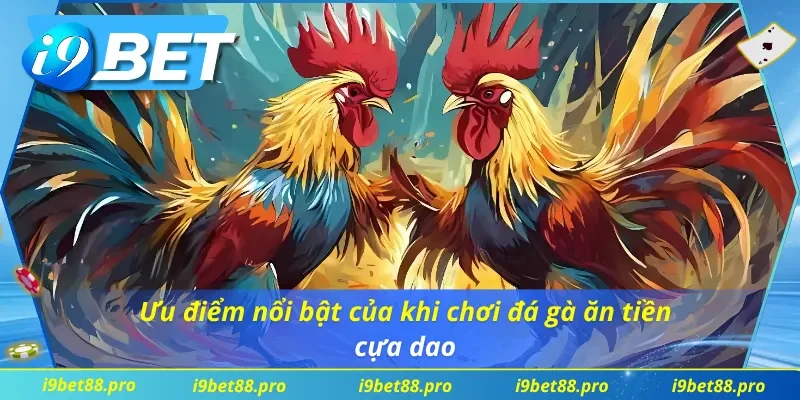 Đá gà cựa dao được yêu thích tại các nước Đông Nam Á
