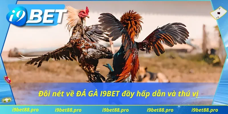 Đôi nét về ĐÁ GÀ I9BET đầy hấp dẫn và thú vị 